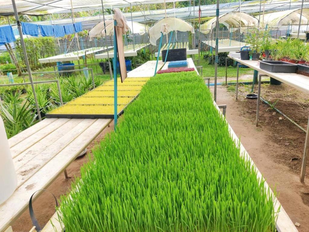 The Willow Phangan Κο Πα Νγκαν Εξωτερικό φωτογραφία